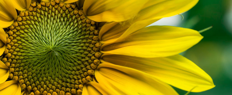 sunflower800 sunflower